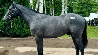 Polémico propietario norteamericano gastó casi $1.800.000 en estos 5 potros japoneses Polémico propietario norteamericano gastó casi $1.800.000 en estos 5 potros japoneses