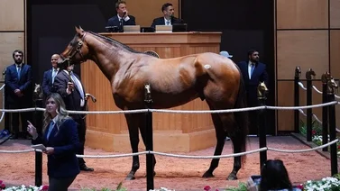 Príncipe saudí compra por $1.550.000 tresañero ganador de Stakes 
