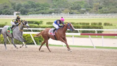 Potra más costosa de la subasta de UNICRIA de 2021 reaparece este domingo en La Rinconada Potra más costosa de la subasta de UNICRIA de 2021 reaparece este domingo en La Rinconada