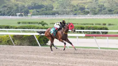 Yegua que puede sorprender en el ciclo de las no válidas reaparece este domingo en La Rinconada Yegua que puede sorprender en el ciclo de las no válidas reaparece este domingo en La Rinconada
