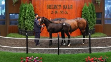 Yearling de yegua argentina ganadora clásica es vendido por $1.360.000