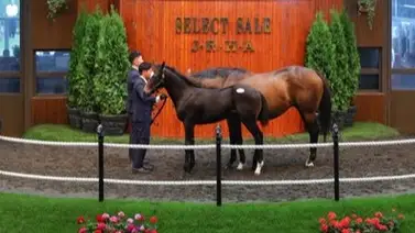 Yearling de yegua argentina ganadora clásica es vendido por $1.360.000 Yearling de yegua argentina ganadora clásica es vendido por $1.360.000