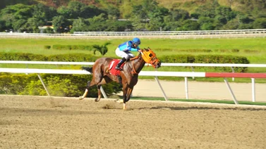 Regresa hija de ejemplar triplecoronado este domingo en La Rinconada   