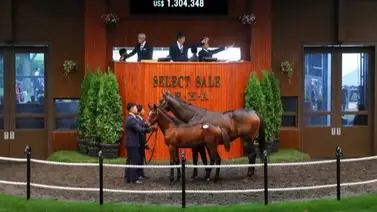 Hijo de Flightline en yegua ganadora clásica sudamericana es vendido por suma millonaria en Japón Hijo de Flightline en yegua ganadora clásica sudamericana es vendido por suma millonaria en Japón