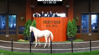 Vendido en $1.900.000 tordillo nieto del mejor semental de Japón Vendido en $1.900.000 tordillo nieto del mejor semental de Japón