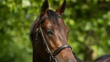 Mira lo que costaron los primeros hijos de Flightline en Japón Mira lo que costaron los primeros hijos de Flightline en Japón