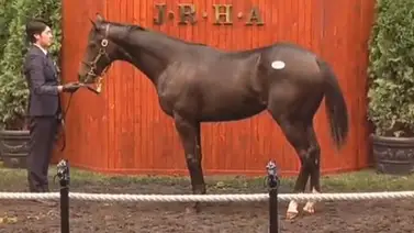 Más de $11.000.000 gastó el dueño de Forever Young en dos días de subastas en Japón Más de $11.000.000 gastó el dueño de Forever Young en dos días de subastas en Japón