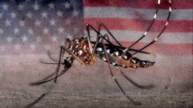 EEUU: Se prenden las alarmas por dengue en Nueva York y Nueva Jersey 
