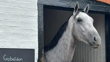 José Francisco D´Angelo maneja estas dos opciones para el potro Gabaldon José Francisco D´Angelo maneja estas dos opciones para el potro Gabaldon