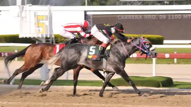 Este puede ser el ejemplar que sorprenda a Bucare en el 5y6 de La Rinconada Este puede ser el ejemplar que sorprenda a Bucare en el 5y6 de La Rinconada