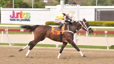 Uno de los mejores ajustes lo tiene esta yegua que de ganar paga una fortuna Uno de los mejores ajustes lo tiene esta yegua que de ganar paga una fortuna