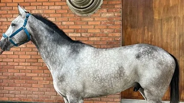 Lemon White es dado de alta y este será su reposo