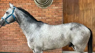 Lemon White es dado de alta y este será su reposo Lemon White es dado de alta y este será su reposo