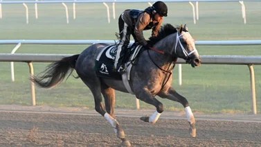D Wayne Lukas por millones en el Jim Dandy (G2) y el Travers (G1) con este ejemplar