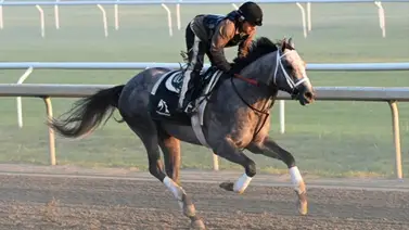 D Wayne Lukas por millones en el Jim Dandy (G2) y el Travers (G1) con este ejemplar D Wayne Lukas por millones en el Jim Dandy (G2) y el Travers (G1) con este ejemplar