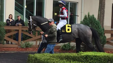 Hijo de Tapit que costó $2.600.000 ejercita fenomenal para esta carrera en Estados Unidos