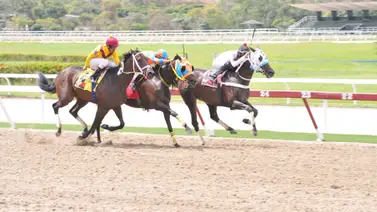 Yegua que puede sorprender en el 5y6 reaparece después de 147 días sin correr Yegua que puede sorprender en el 5y6 reaparece después de 147 días sin correr