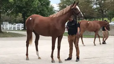 Potra que costó $1.100.000 va con jockey venezolano esta semana en Estados Unidos Potra que costó $1.100.000 va con jockey venezolano esta semana en Estados Unidos