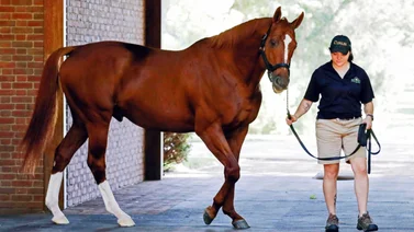 Hija de Curlin que costó $1.750.000 buscará su primera victoria este sábado en Saratoga