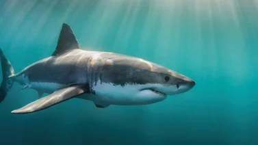 ¡De infarto! Graban a un tiburón en la orilla de una playa de Miami (+Video)