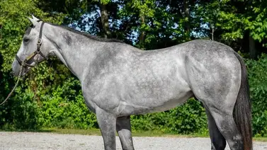 Mira cuánto cuesta Gabaldon el potro clásico que entrena José Francisco D´Angelo Mira cuánto cuesta Gabaldon el potro clásico que entrena José Francisco D´Angelo