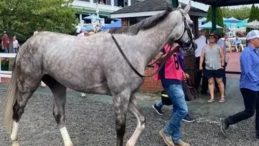 Irad Ortiz Jr.gana stakes de grado con el hijo de Tapit que costó $1.300.000 Irad Ortiz Jr.gana stakes de grado con el hijo de Tapit que costó $1.300.000