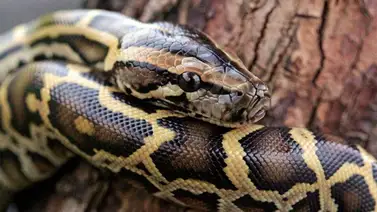 EEUU: ¡Serpiente pitón de 4 metros sorprende a trabajadores del agua en Nueva York! EEUU: ¡Serpiente pitón de 4 metros sorprende a trabajadores del agua en Nueva York!