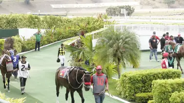 Estos son los ejemplares con más fuerza para la reunión 28 en La Rinconada Estos son los ejemplares con más fuerza para la reunión 28 en La Rinconada