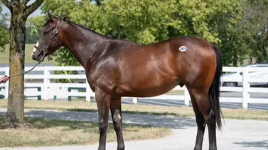 Potro hijo de Into Mischief que costó $1.200.000 debuta en esta carrera Potro hijo de Into Mischief que costó $1.200.000 debuta en esta carrera
