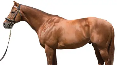 Potra irlandesa de casi $1.000.000 voló en traqueos y correrá esta semana en Saratoga Potra irlandesa de casi $1.000.000 voló en traqueos y correrá esta semana en Saratoga