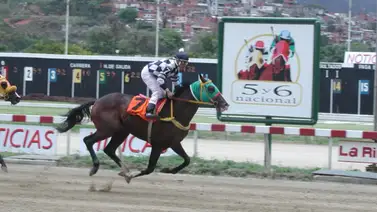 Este es el único ejemplar que Ángel Alciro Castillo confesó haber parado Este es el único ejemplar que Ángel Alciro Castillo confesó haber parado