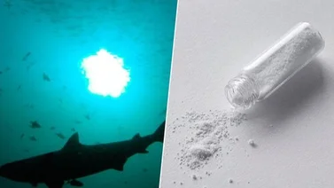 Tiburones con cocaína: una nueva amenaza para los ecosistemas marinos 