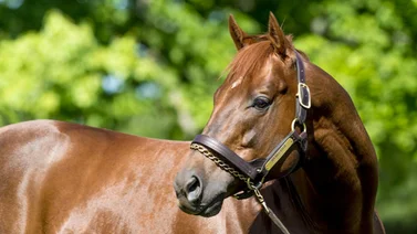 Campeón dosañero y ganador clásico que corrió el Kentucky Derby muere este miércoles