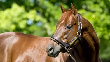 Campeón dosañero y ganador clásico que corrió el Kentucky Derby muere este miércoles Campeón dosañero y ganador clásico que corrió el Kentucky Derby muere este miércoles