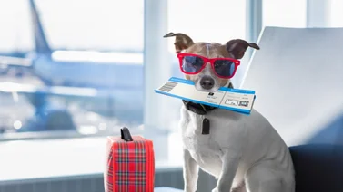 Cuáles serán los nuevos requisitos para viajar con perros a Estados Unidos (+Requisitos)