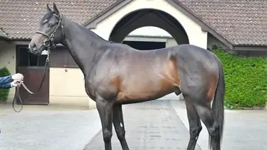 Hijo de Justify que costó $2.477.400 debuta mañana en Inglaterra para Godolphin Hijo de Justify que costó $2.477.400 debuta mañana en Inglaterra para Godolphin