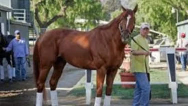 Junior Alvarado hará debutar hijo de Curlin que costó $575.000 en Saratoga