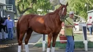 Junior Alvarado hará debutar hijo de Curlin que costó $575.000 en Saratoga Junior Alvarado hará debutar hijo de Curlin que costó $575.000 en Saratoga