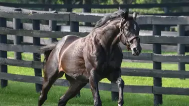 Potra que costó $1.000.000 debutará este sábado en Del Mar Racing Potra que costó $1.000.000 debutará este sábado en Del Mar Racing