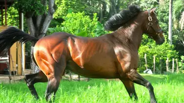 Muere caballo ganador del Clásico Internacional del Caribe Muere caballo ganador del Clásico Internacional del Caribe
