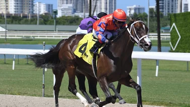 Datos de última hora para Gulfstream Park 28/7/2024