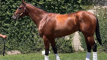 National Treasure encabeza la lista de aspirantes al Whitney S. (G1) de Saratoga