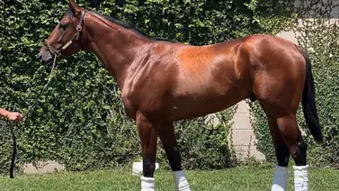 National Treasure encabeza la lista de aspirantes al Whitney S. (G1) de Saratoga National Treasure encabeza la lista de aspirantes al Whitney S. (G1) de Saratoga