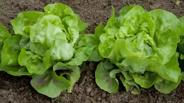 Desinfecta tu lechuga de forma fácil y segura con solo un ingrediente Desinfecta tu lechuga de forma fácil y segura con solo un ingrediente