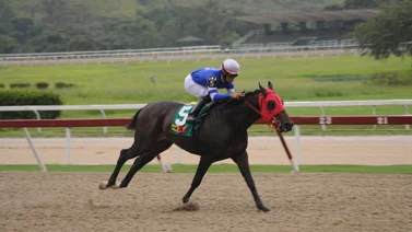 Reaparece en La Rinconada hijo de uno de los grandes campeones de pista y semental venezolano