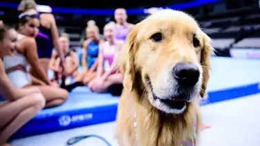 Conozca la interesante historia de un canino que se suma al equipo de gimnasia de EE.UU. Conozca la interesante historia de un canino que se suma al equipo de gimnasia de EE.UU.