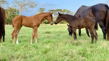 La hazaña de Roger Rocket con sus tres victorias que sacudieron La Rinconada La hazaña de Roger Rocket con sus tres victorias que sacudieron La Rinconada