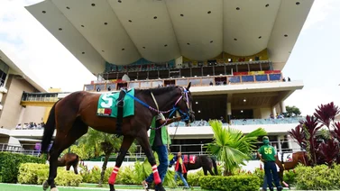 Nieta importada del semental Medaglia D’Oro hace su debut este domingo en La Rinconada