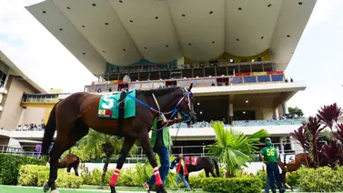 Nieta importada del semental Medaglia D’Oro hace su debut este domingo en La Rinconada Nieta importada del semental Medaglia D’Oro hace su debut este domingo en La Rinconada