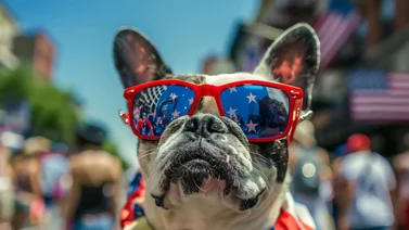 Cuida a tus mascotas durante las celebraciones del 4 de julio